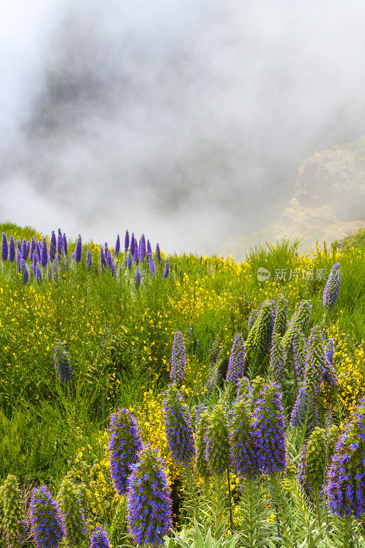 骄傲的马德拉花与云在马德拉岛的山在Pico do ariiro